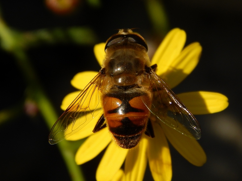 Serie di Syrphidae del Parco del Ticino